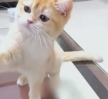 Pet Laser Collar Self Teasing Toy